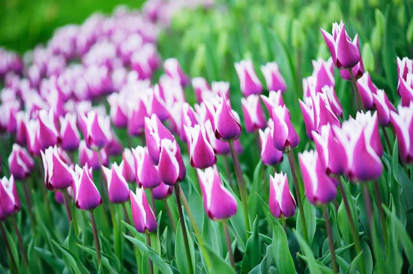 Pestrobarevné tulipány — Stock fotografie