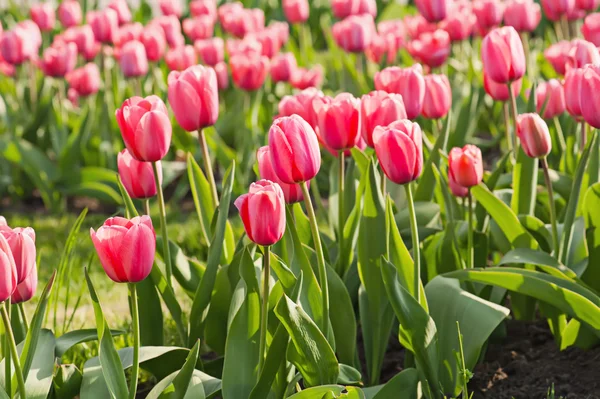 Rode mooie tulpen — Stockfoto