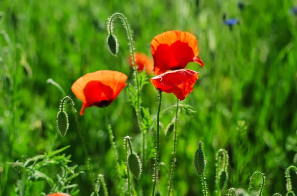 Amapola en un campo — Foto de Stock