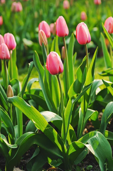 Tulipas bonitas vermelhas — Fotografia de Stock