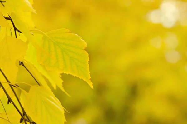 Herbstbaumzweig — Stockfoto