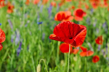 bir alandaki haşhaş