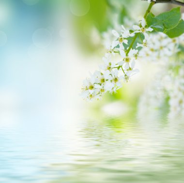 kuş kiraz ağacı çiçekleri