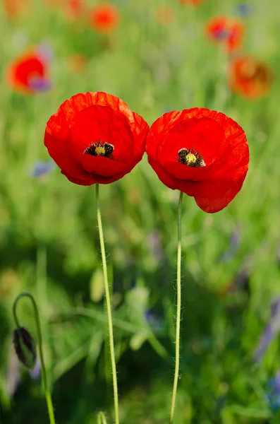 Amapola en un campo —  Fotos de Stock