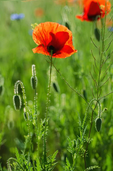 Amapola en un campo — Foto de Stock