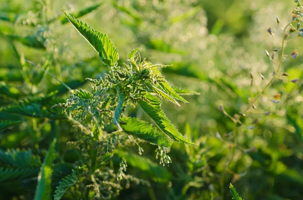 Green nettle plants — Stock Photo, Image