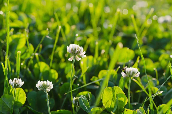 Vit clower blommor — Stockfoto