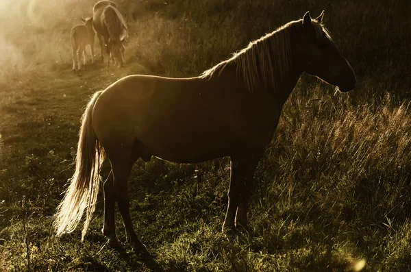 Магія кінь — стокове фото