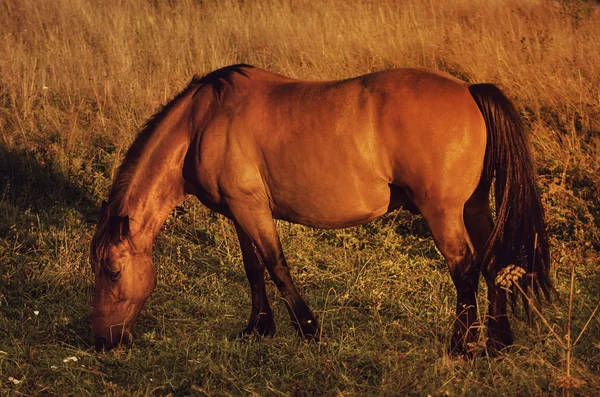 Magiska häst — Stockfoto