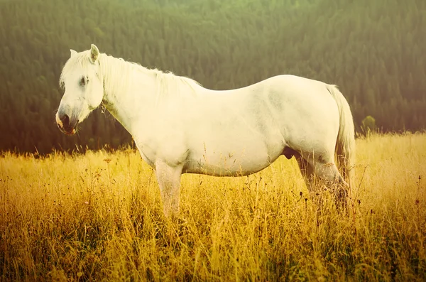 Bílý kůň se pase na horách — Stock fotografie