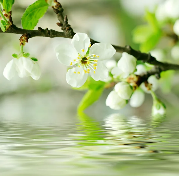 Fiori di ciliegio — Foto Stock