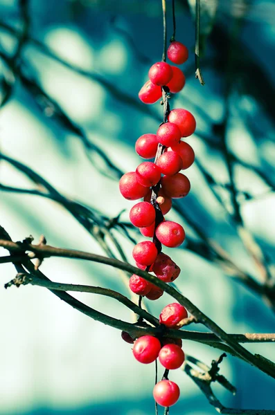 Schisandra  berries — Stock Photo, Image