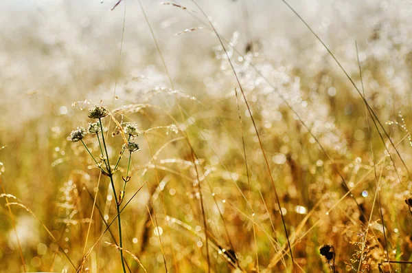 Beleza matinal — Fotografia de Stock