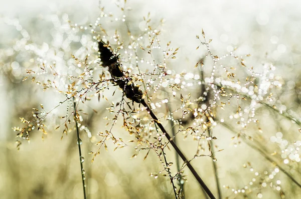 Sabah Güzellik — Stok fotoğraf