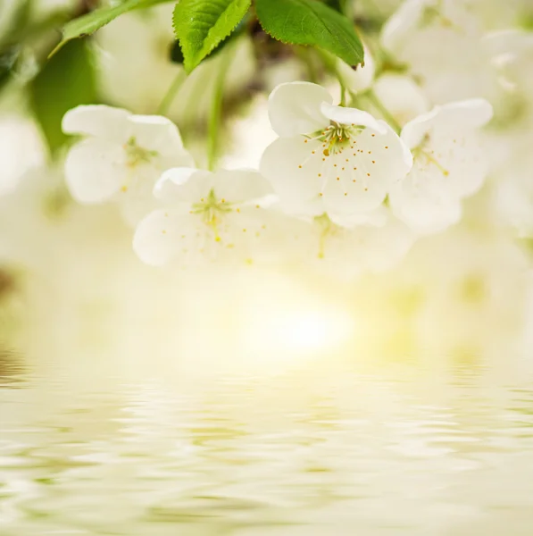 Cherry flowers — Stock Photo, Image