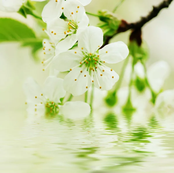 Flores de cereja — Fotografia de Stock