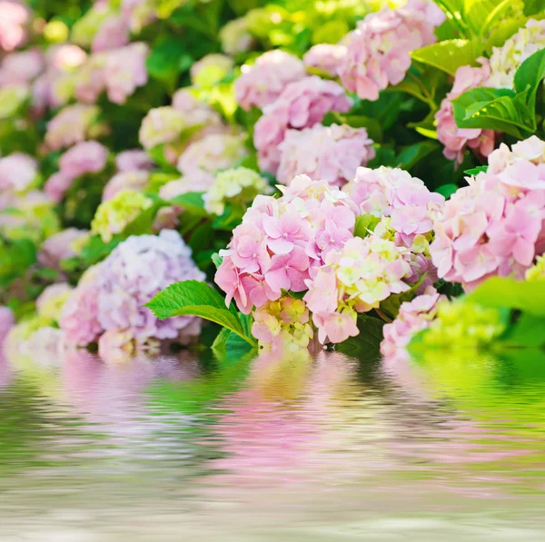 Hydrangea flowers — Stock Photo, Image