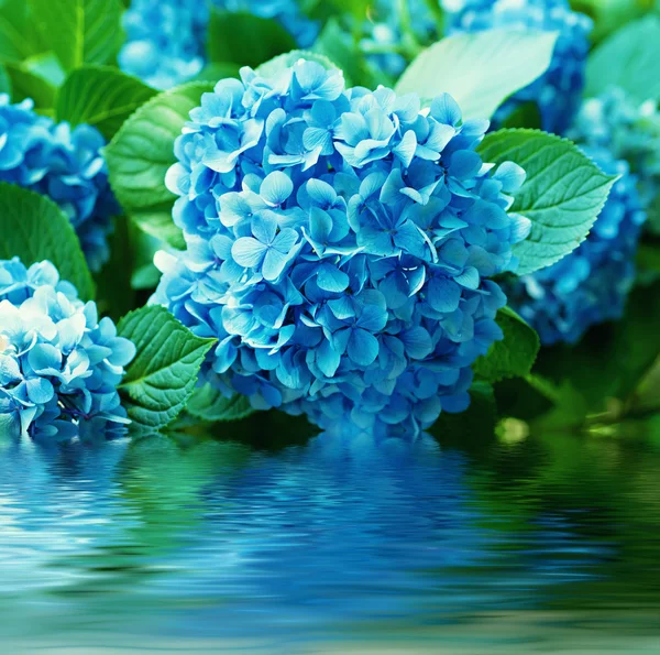 Hydrangea ανθίζει — Φωτογραφία Αρχείου