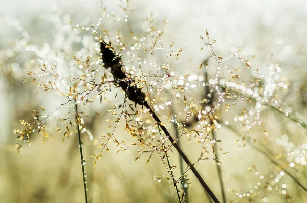 Beleza matinal — Fotografia de Stock