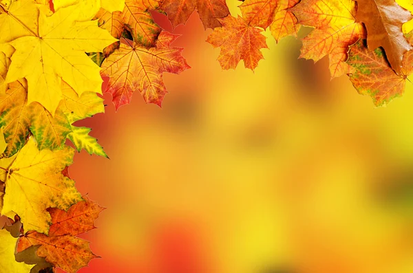 Foglie d'autunno telaio — Foto Stock