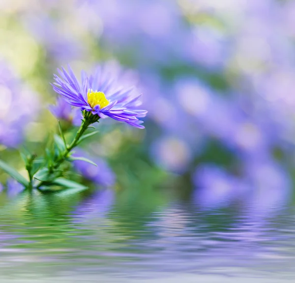 Violet flowers — Stock Photo, Image