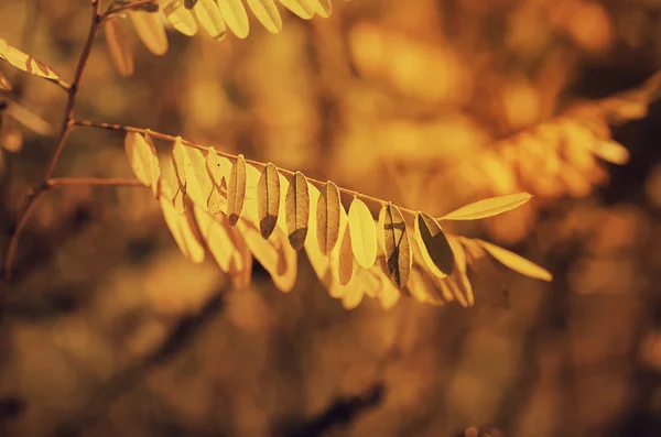 Ветвь осеннего дерева — стоковое фото