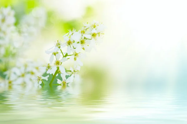 Bird-cherry tree flowers