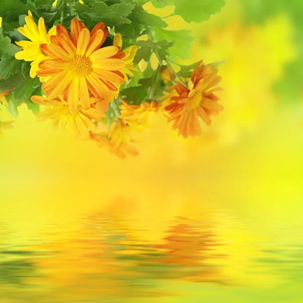 Хризантема квіткові фону — стокове фото