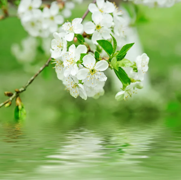 Flores de cereza — Foto de Stock