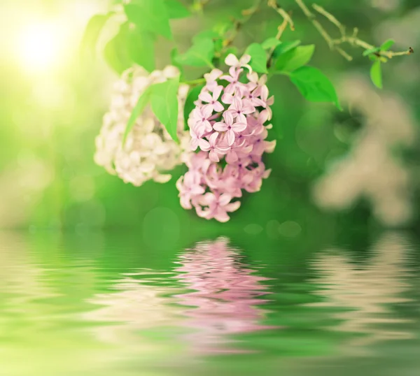 ライラックの花の枝 — ストック写真
