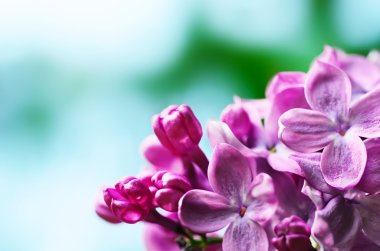 Leylak çiçekleri arka plan