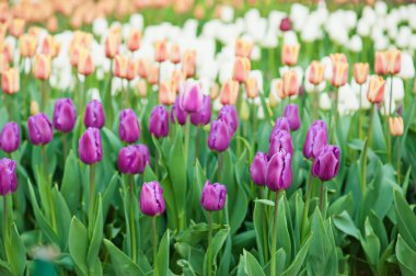 çeşitli renklerde laleler