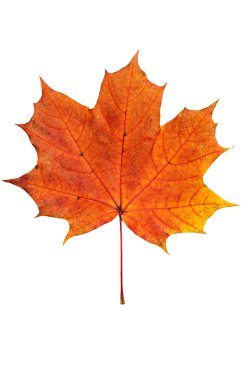 akçaağaç yaprağı