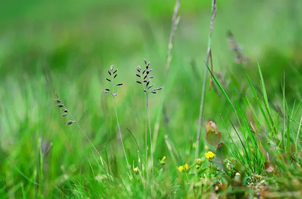 Meadow grass — Stock Photo, Image