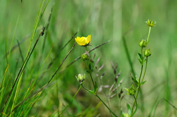 Fiore di ranuncolo — Foto Stock