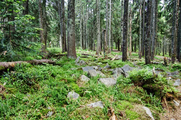 Dense green forest — Stock Photo, Image