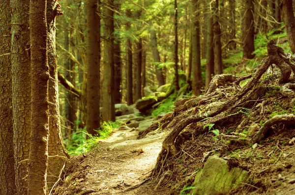 Dense green forest — Stock Photo, Image