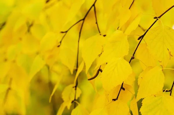 Herfst vertakking van de beslissingsstructuur — Stockfoto