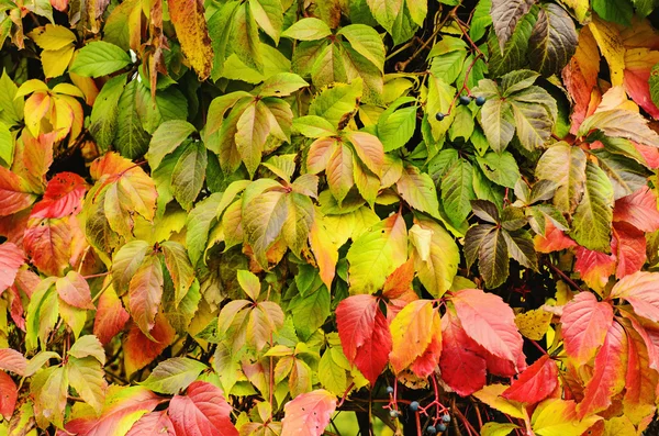 Wild grape leaves — Stock Photo, Image