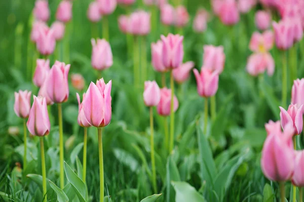 Roze mooie tulpen — Stockfoto