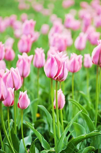 Rosa hermosos tulipanes — Foto de Stock