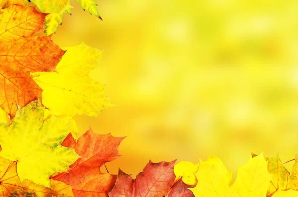 Foglie d'autunno telaio — Foto Stock