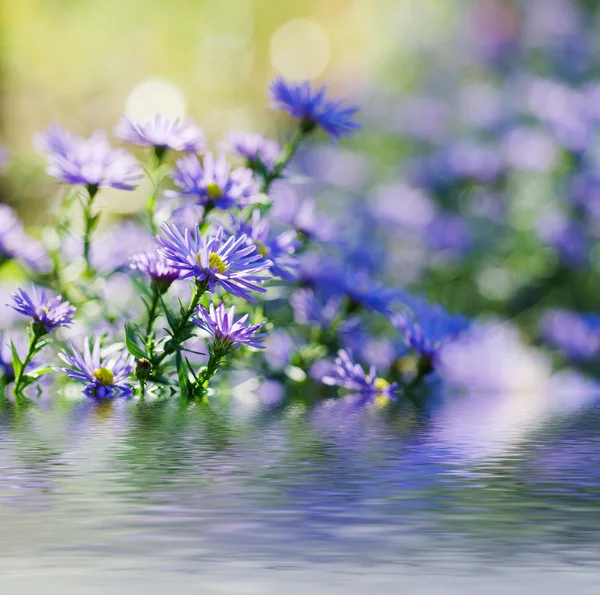 Fialové květy — Stock fotografie