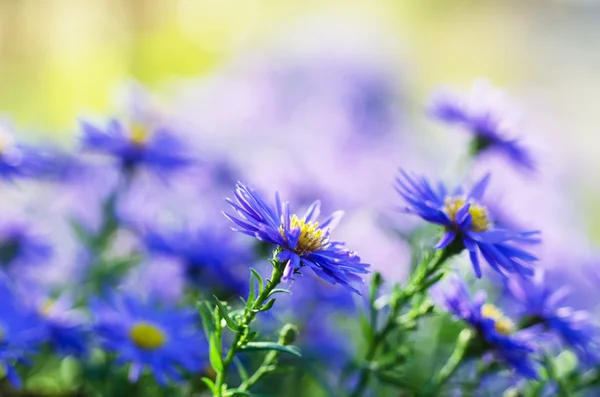 Violette bloemen — Stockfoto