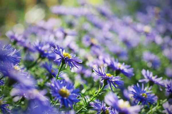 Violette bloemen — Stockfoto