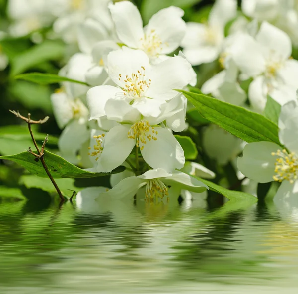 Fiore di gelsomino — Foto Stock