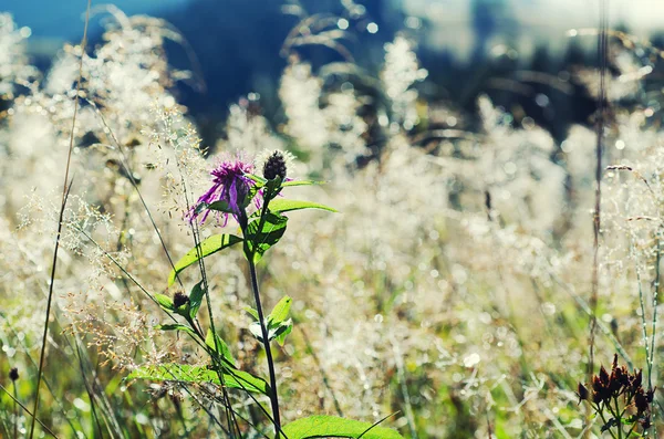 Morning beauty — Stock Photo, Image