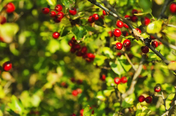 Hawthorn berries in nature — Stock Photo, Image