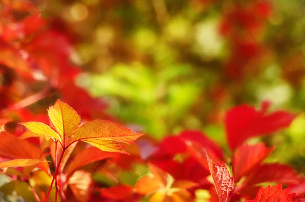 Folhas de uva selvagem — Fotografia de Stock