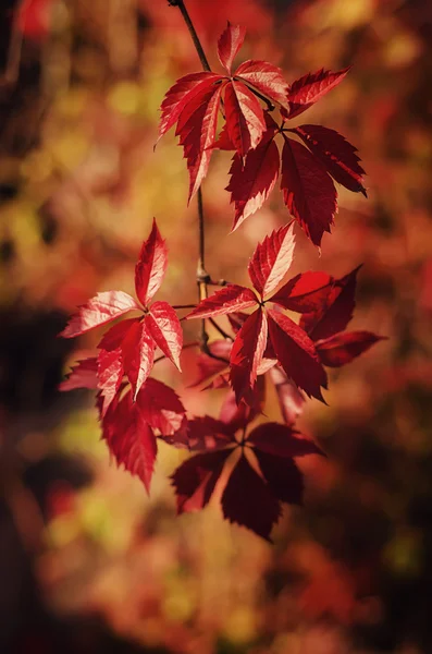 Uva selvatica foglie rosse — Foto Stock